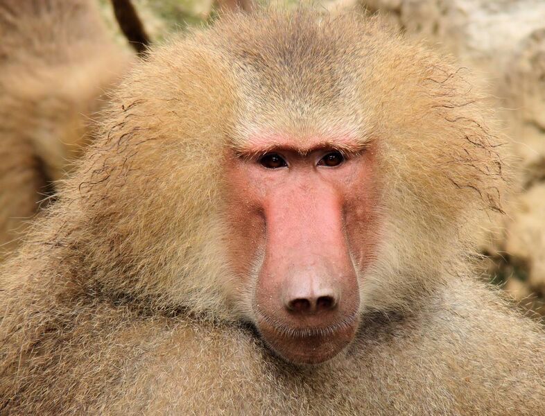 File:Portrait Of A Baboon.jpg