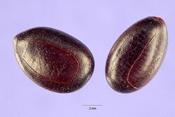 Prosopis africana seeds.jpg