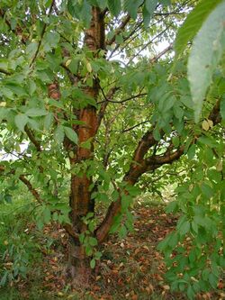 Prunus-maackii-habit.jpg
