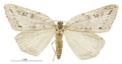 Pseudocoremia cineracia female.jpg