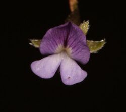 Psoralea cataracta Waterfall Fountainbush1.jpg