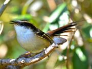 Black and white belly thorn-tailed bird at the branch of tree