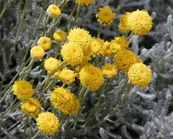Santolina chamaecyparissus flowers.jpg