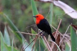 Scarlet-headed blackbird (Amblyramphus holosericeus).JPG