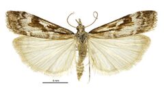 Scoparia cyameuta male.jpg