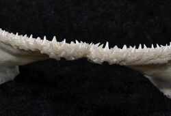 Scyliorhinus retifer lower teeth.jpg