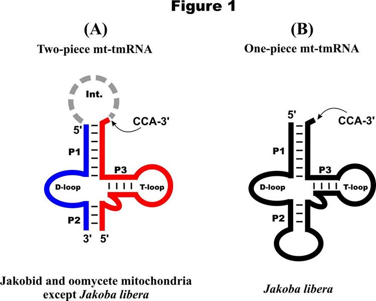 File:Secondary structure models for mt-tmRNAs..jpg