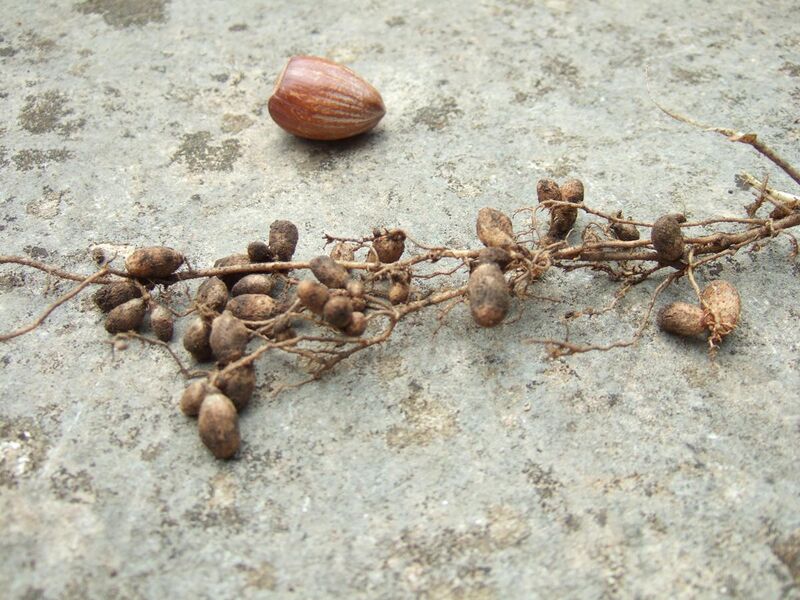 File:Soil fertility - nitrogen fixation by root nodules on Wistaria roots, with hazelnut to show size.JPG