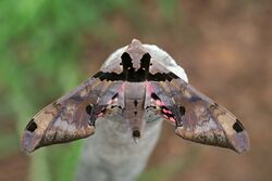Sphinx moth (Adhemarius gannascus).jpg