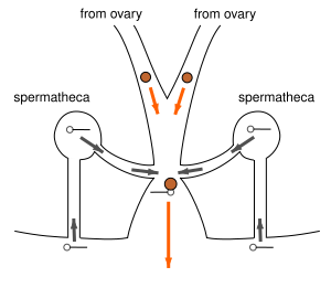 File:Spider fertilization systems - entelegyne.svg