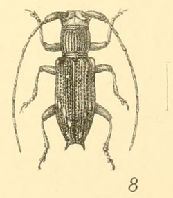 Stathmodera lineata Gahan 1890.png