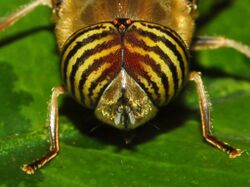 Syrphidae - Eristalinus taeniops.JPG