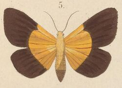 T7-05-Baputa dichroa Kirsch, 1877.JPG