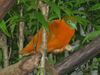 Taveuni orange dove.jpg
