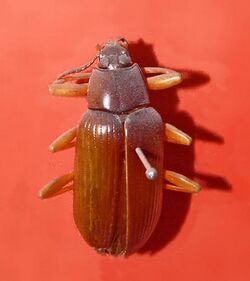 Tenebrionidae - Scotaeus corallipes.JPG