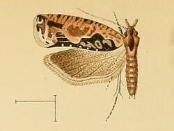 Thiodia glandulosana.jpg