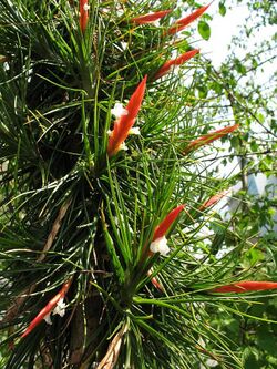 Tillandsia caulescens (TS) 2-05339.jpg