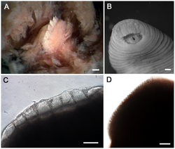 (A) Stereomicrograph of the single dorsal jaw of T. rex with large teeth. Scale bar is 100 µm. (B) Tyrannobdella rex anterior sucker exhibiting velar mouth and longitudinal slit through which the dorsal jaw protrudes when feeding. Scale bar is 1 mm. (C) Compound micrograph in lateral view of eight large teeth of T. rex. Scale bar is 100 µm. (D) Lateral view of jaw of Limnatis paluda illustrating typical size of hirudinoid teeth. Scale bar is 100 µm.