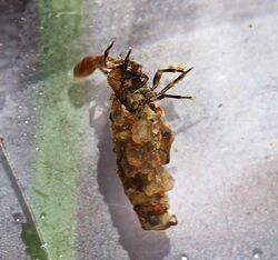 Uenoid caddisfly larva, neophylax fuscus (12370708553).jpg