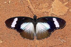 Variable eggfly (Hypolimnas anthedon anthedon) male.jpg