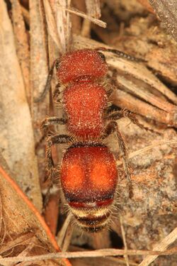 Velvet Ant - Pseudomethoca sp.?, Pickering Creek Audubon Center, Easton, Maryland.jpg