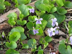 Viola epipsila 5773.jpg