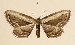 Voeltzkow-pl.6-fig.01-Phibalapteryx albstriata (Horisme albostriata (Pagenstecher 1907)).JPG