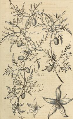 Illustration of "Abobra tenuifolia"