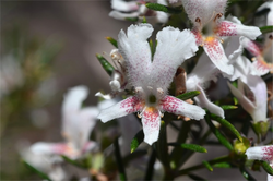 Westringia angustifolia.png