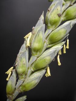 WheatFlower1-rotated.jpg