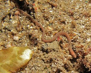 Worm Eel (Scolecenchelys breviceps) (8457581530).jpg