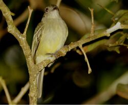 Yellow-crowned Elaenia.jpg