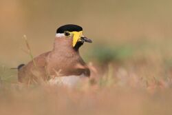 Yellow-wattled Lapwing 1.jpg