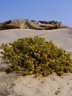 Zygophyllum stapffii 01.JPG