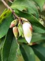 茶屬-琉球連蕊茶 Camellia lutchuensis 20210115091115 10.jpg