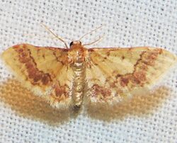 - 7108 – Idaea furciferata – Notch-winged Wave Moth (15897750220).jpg