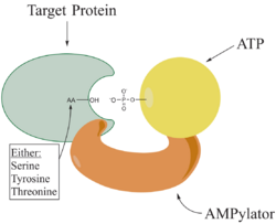 AMPylation Before.png