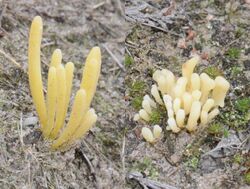 A composition of some very tiny (look at the sand-grains ^) Clavaria argillacea (Heideknotszwam) at Hoge Veluwe National Park - panoramio.jpg