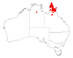 Acacia rothiiDistMap779.png