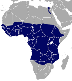 African Giant Shrew area.png