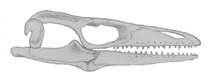 File:Aigialosaurus bucchichi skull.jpg