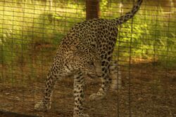 Al Ain Zoo Leopard.JPG