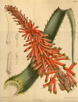 Aloe arborescens natalensis 142-8663.jpg