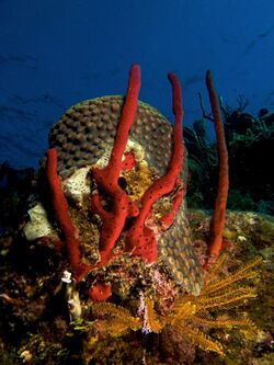Amphimedon compressa (Erect Rope Sponge- red).jpg