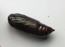 Amphipyra pyramidoides pupa.jpg