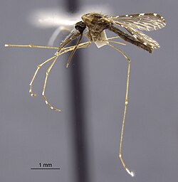 Anopheles annularis specimen.jpg