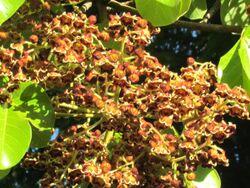 Arbol Panama (Sterculia apetala) en flor.JPG