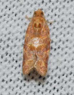 Argyrotaenia pinatubana (14659251908).jpg