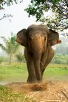 Asian Elephant in Thailand.jpg