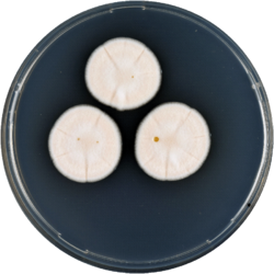 Aspergillus polyporicola cya.png